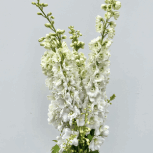Delphinium White - 60 cm